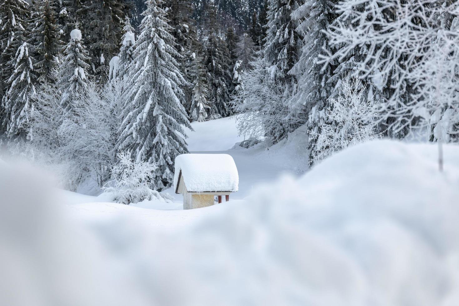 After the snowfall. Last lights of the twilight in Sappada. Magic of the Dolomites photo