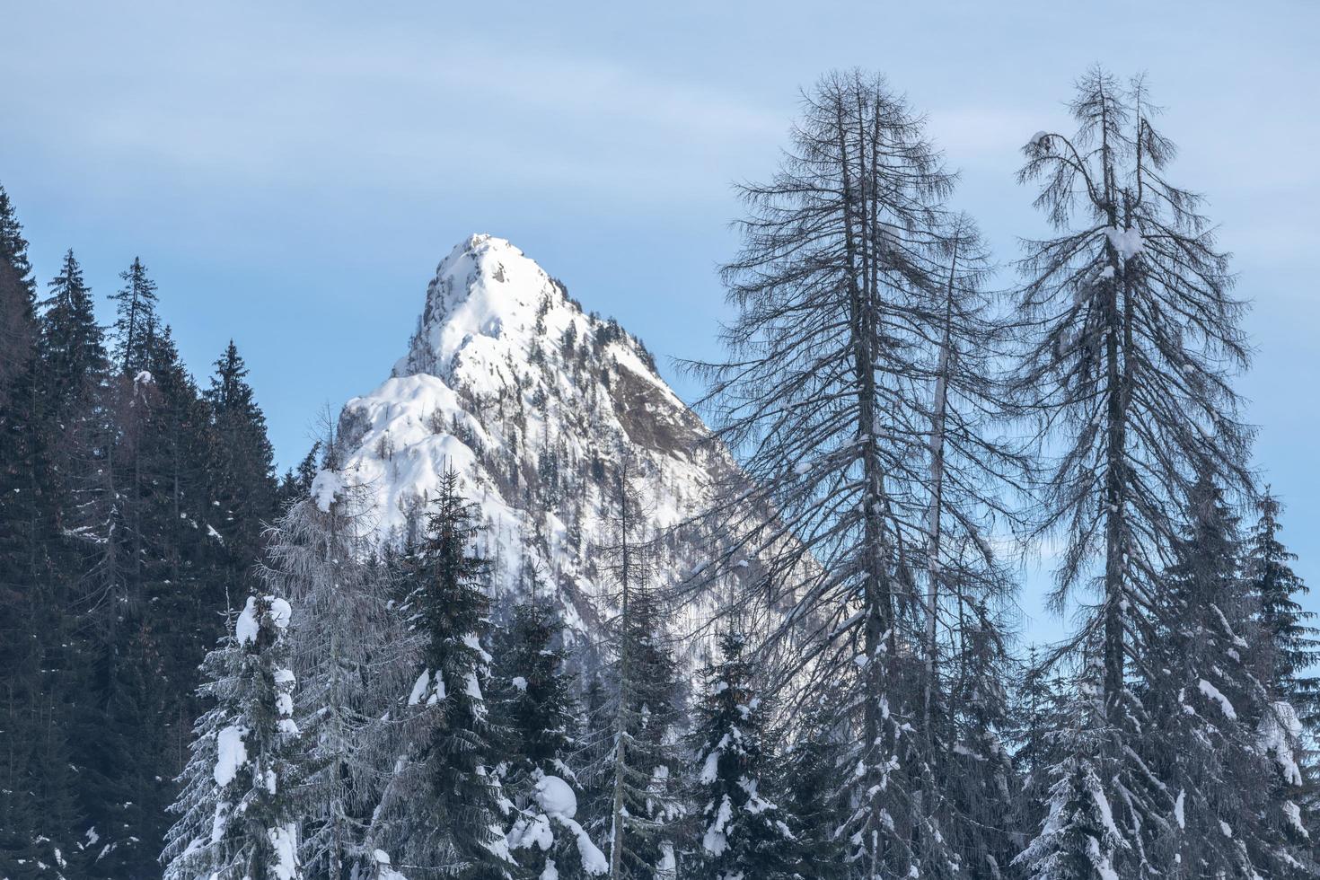 After the snowfall. Last lights of the twilight in Sappada. Magic of the Dolomites photo