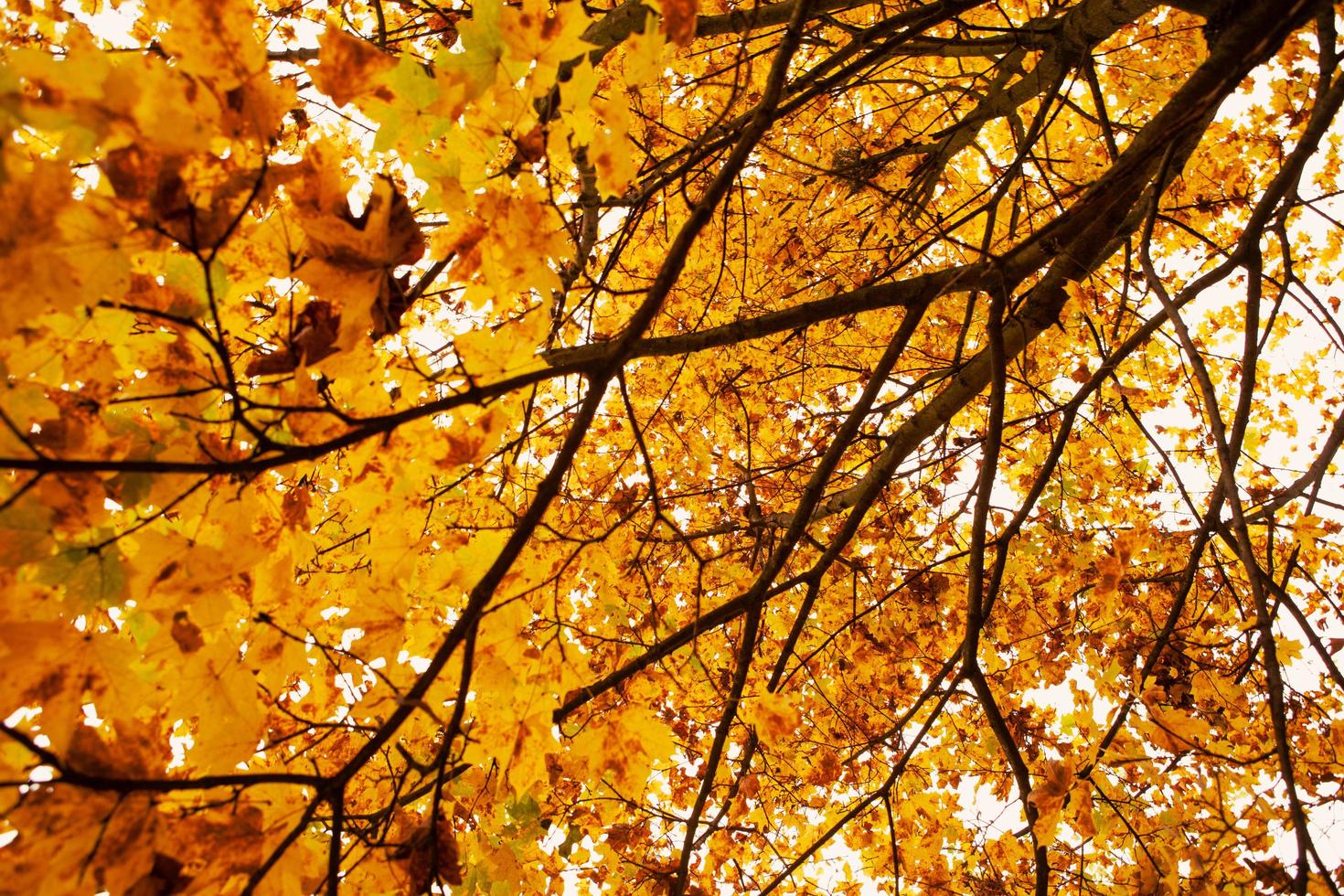 Yellow tree autumn season photo