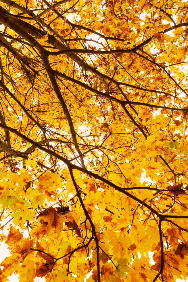 Yellow tree autumn season photo