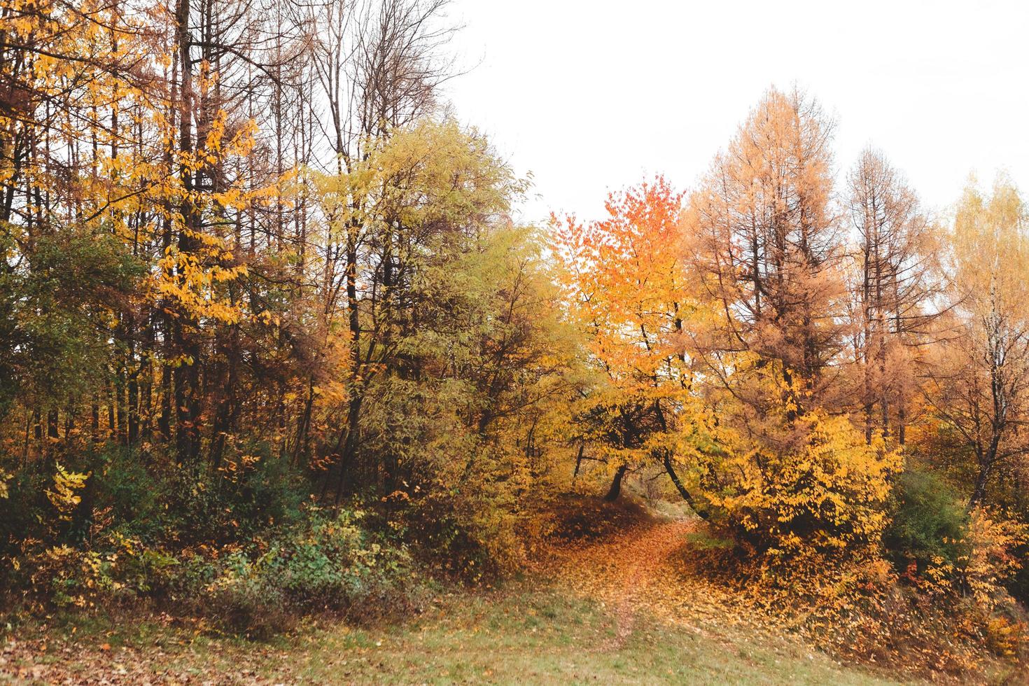 vista del bosque de otoño foto