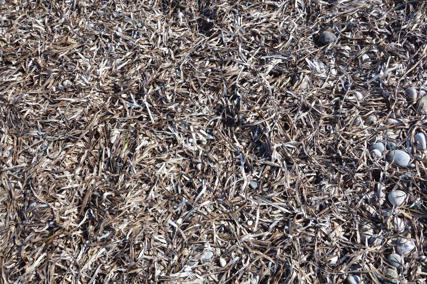 Seaweed texture on the shores of the Aegean Sea photo
