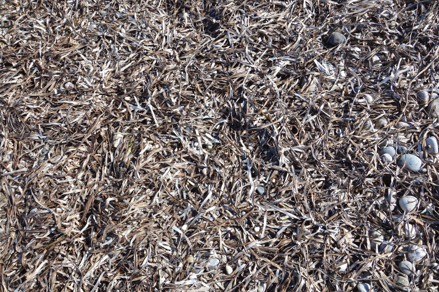 textura de algas en las orillas del mar egeo foto