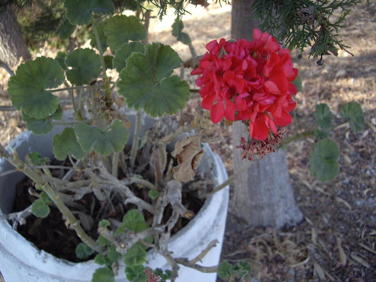 Tropical flowers on Rhodes island in Greece photo