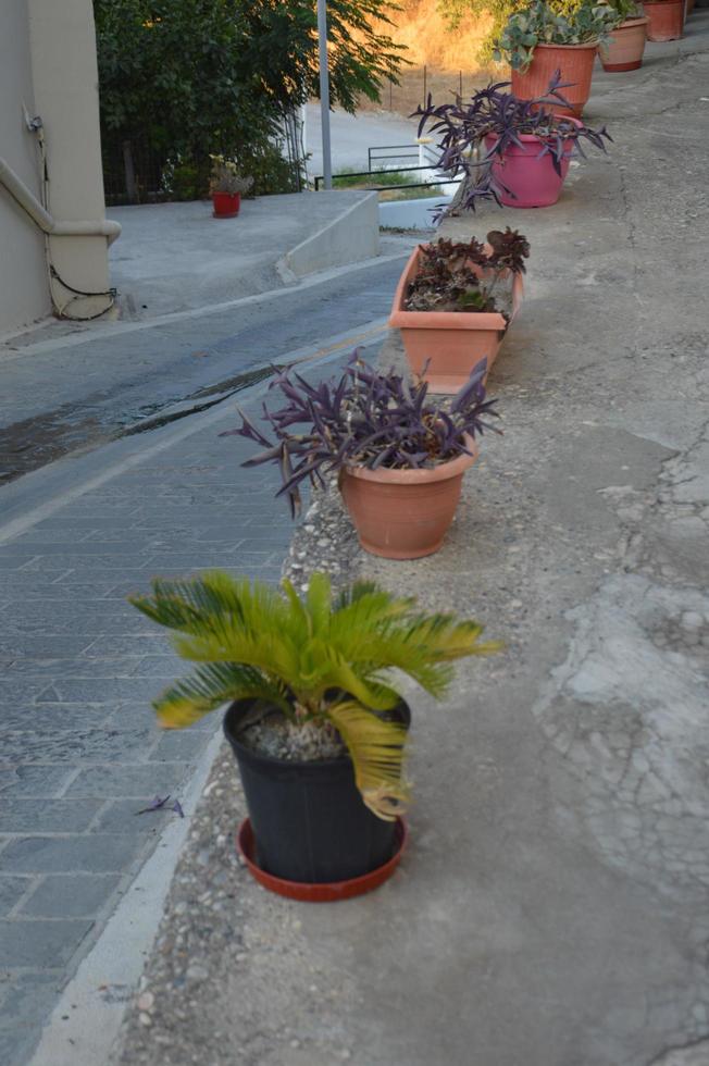 Flowers grow in clay vases on the streets of Rhodes in Greece photo