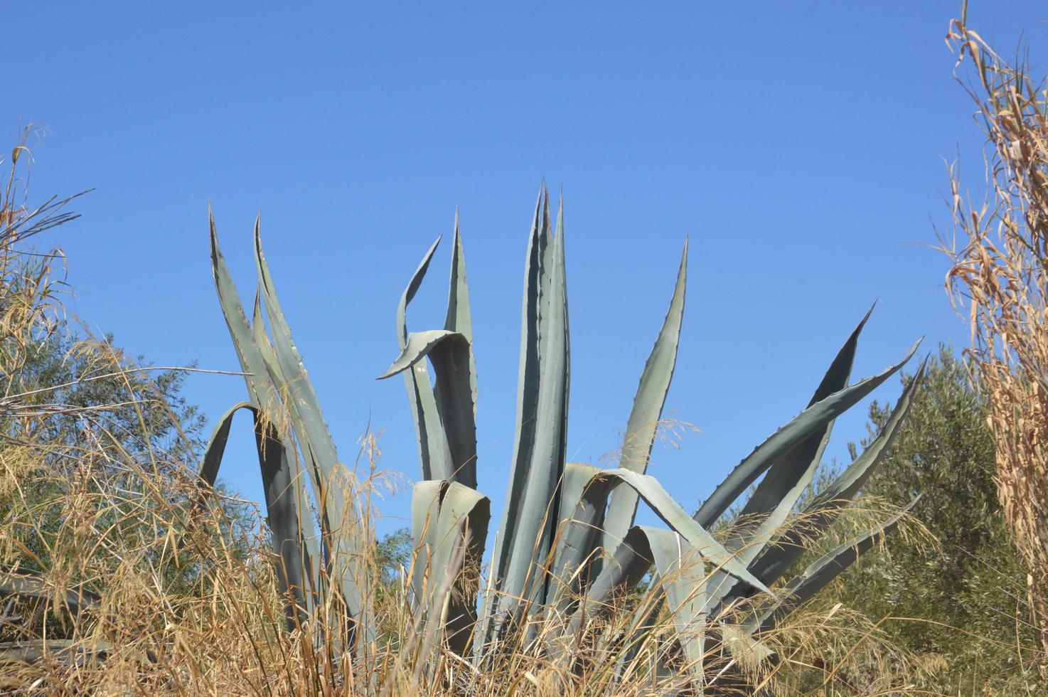 cactus crece en la isla de rodas en grecia foto