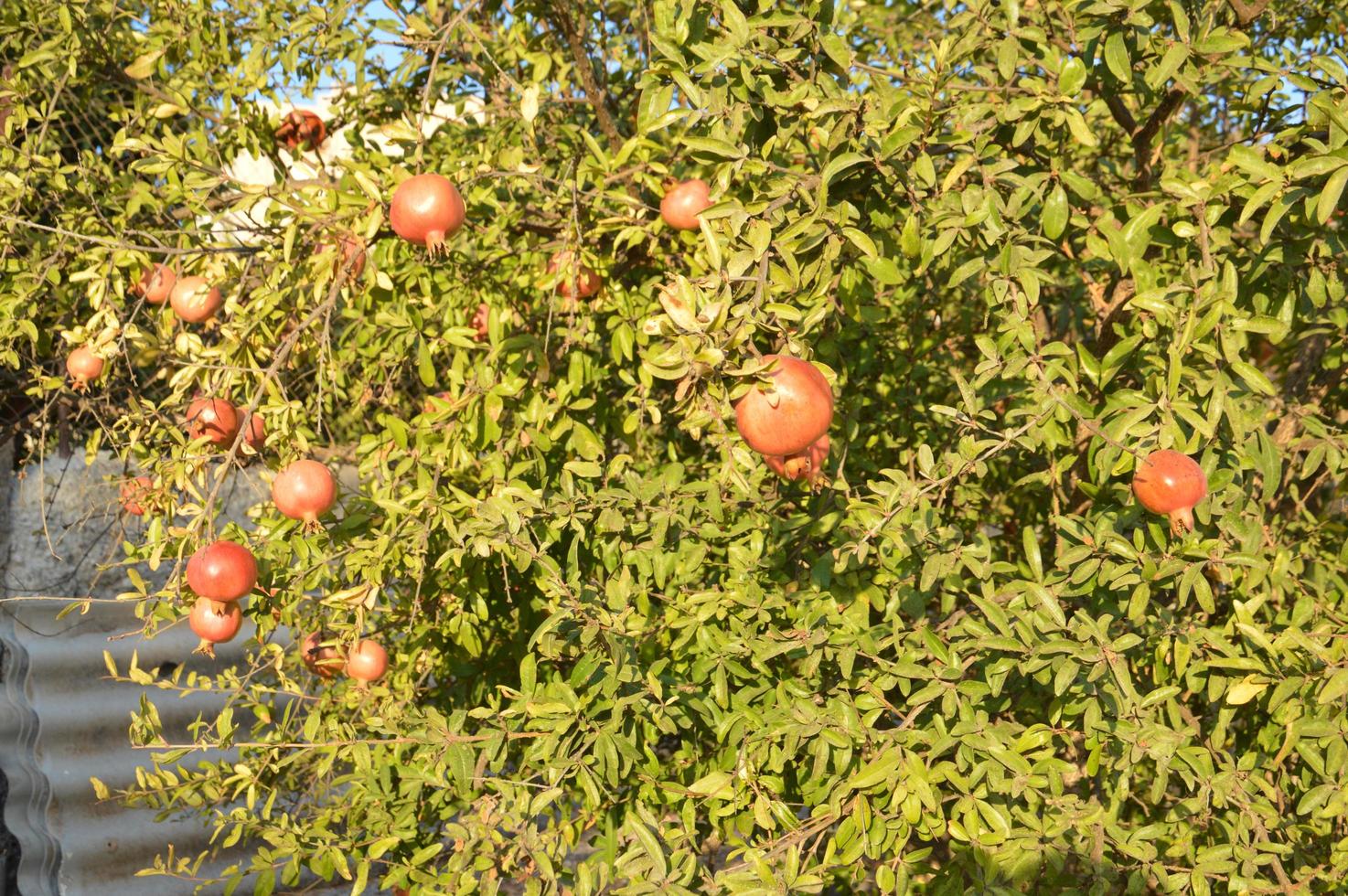 Ripe red pomegranates grow on a tree photo