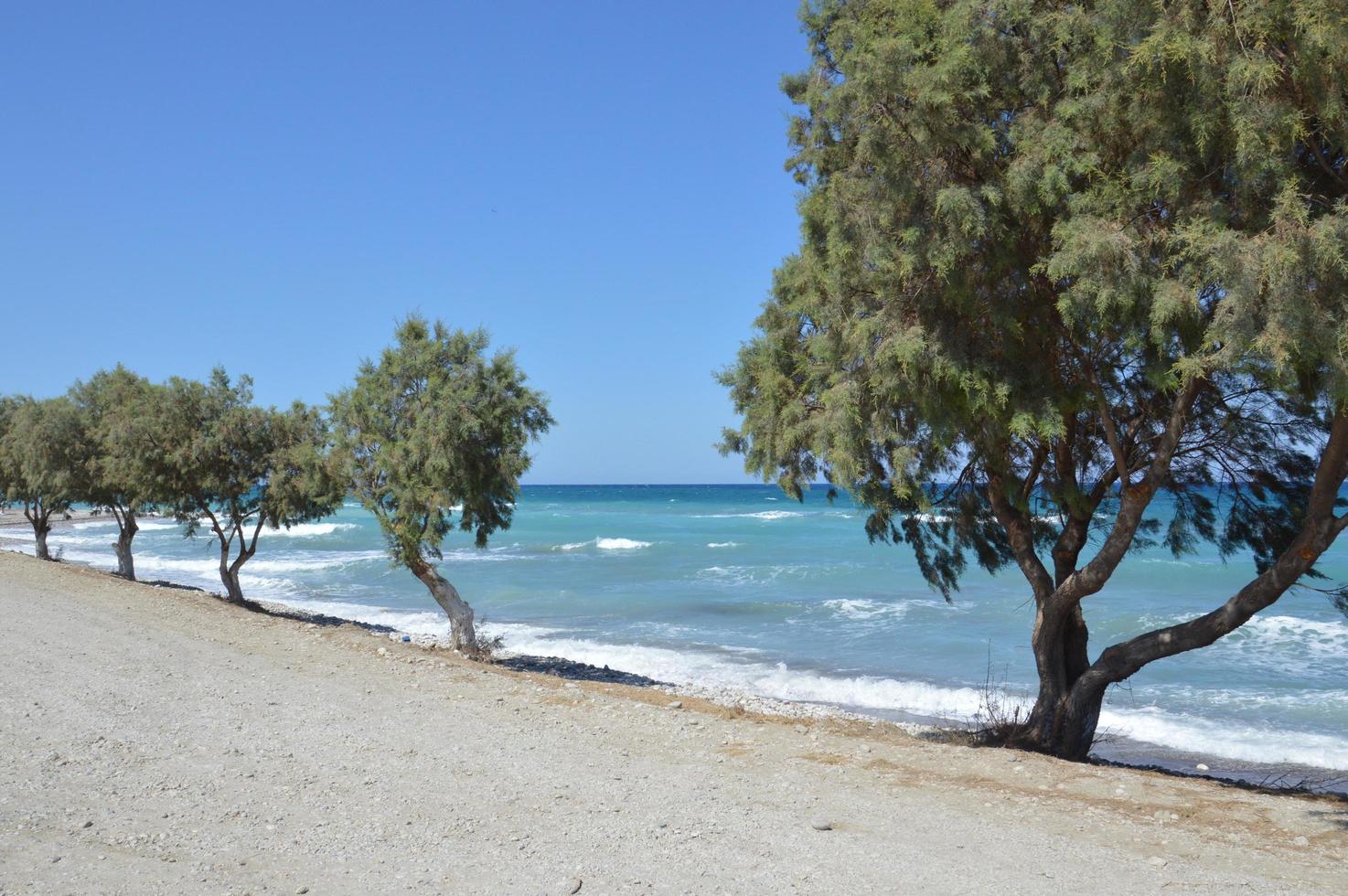 Trees grow along the Aegean beach on the island of Rhodes in Greece photo