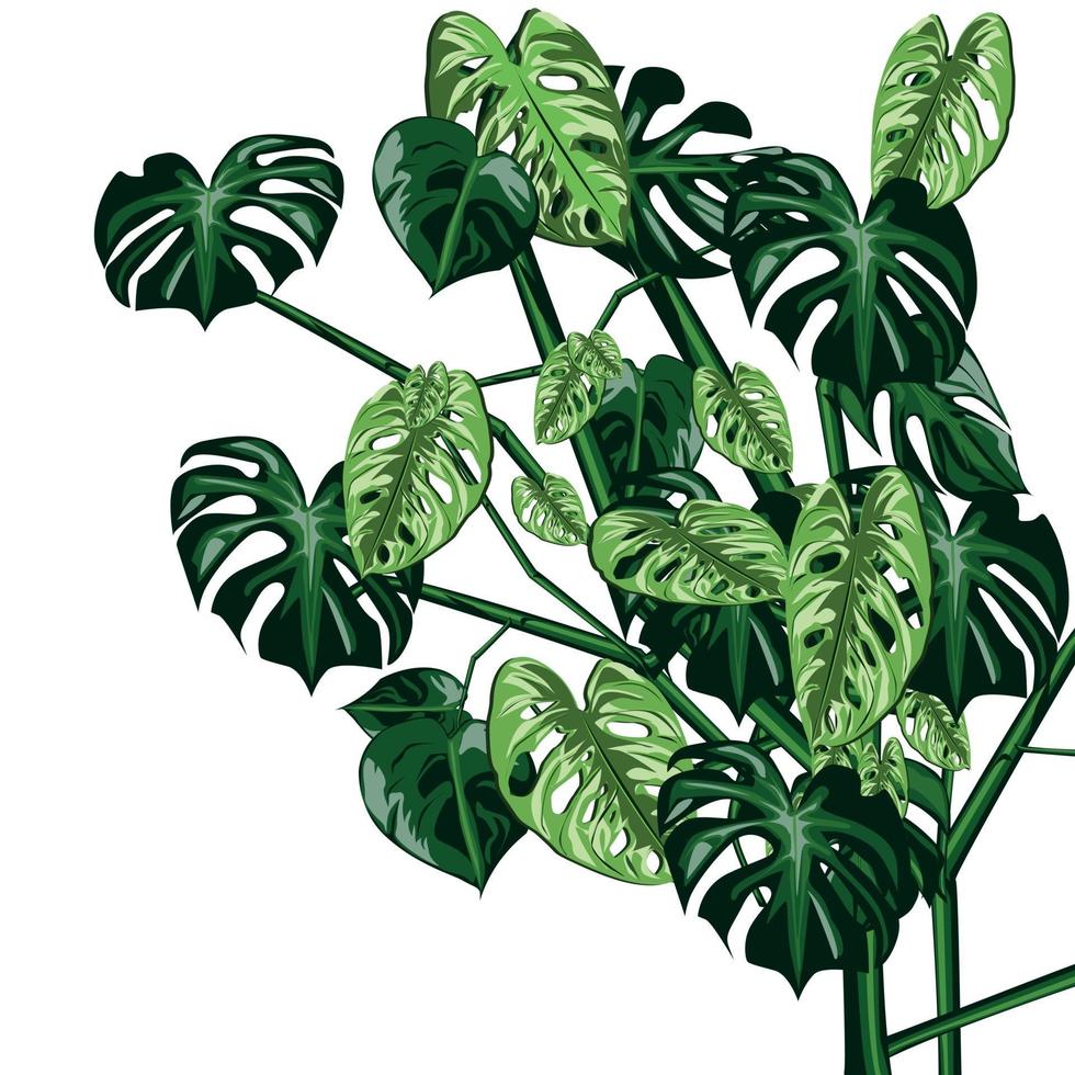 Monstera plant illustration vector image on a yellow background