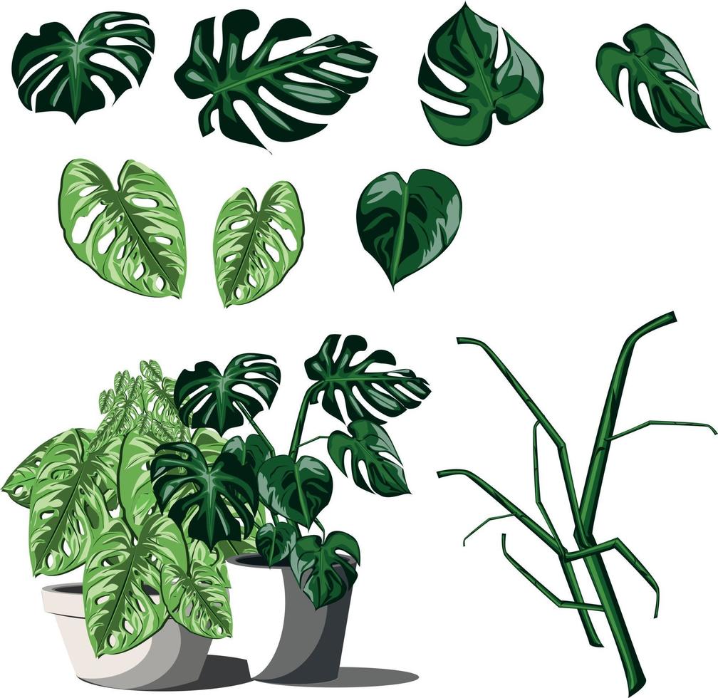 Monstera plant illustration vector image on a yellow background