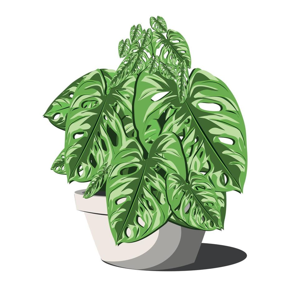Monstera plant illustration vector image on a yellow background