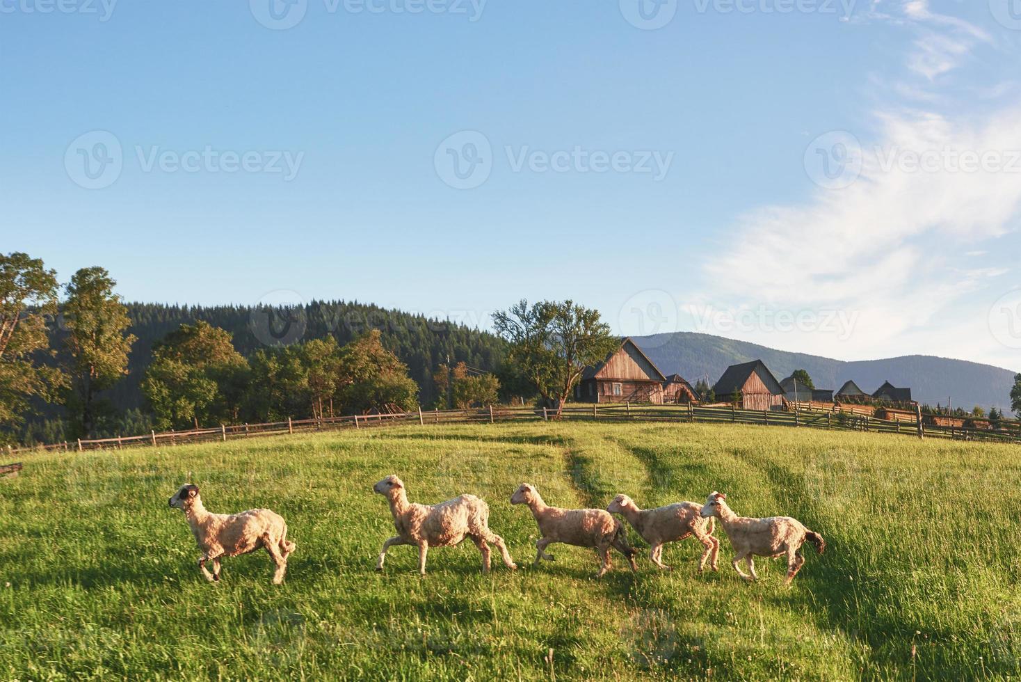 Cárpatos, Ucrania. viaje en las montañas. Senderismo viajes concepto de estilo de vida hermoso paisaje de montañas en la actividad de vacaciones de verano de fondo al aire libre. rebaño de ovejas en los cárpatos foto