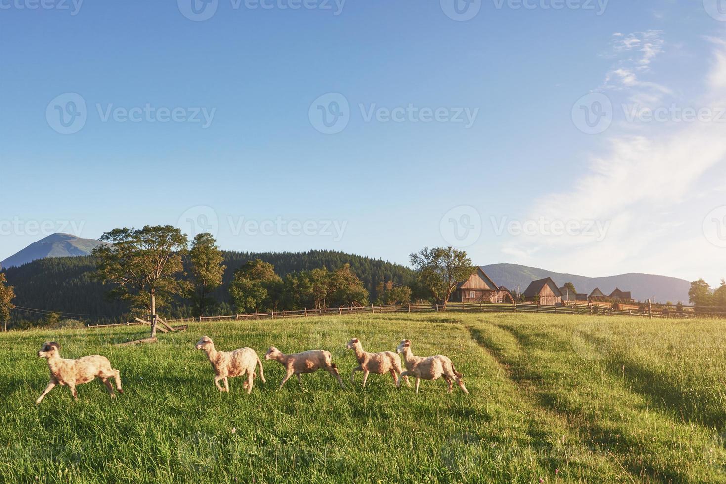Carpathians, Ukraine. Journey in the mountains. Hiking Travel Lifestyle concept beautiful mountains landscape on background Summer vacations activity outdoor. Flock of sheep in the carpathians photo