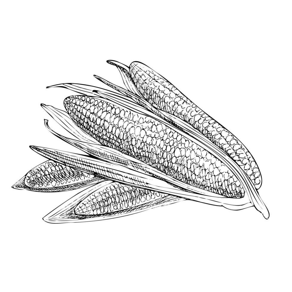 Vector hand drawn vegetable Illustration. Detailed retro style hand-drawn corn sketch. Vintage sketch element for labels, packaging and cards design.