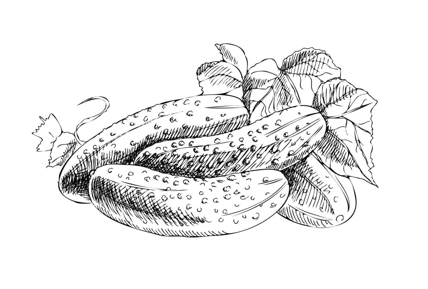 Vector hand drawn vegetable Illustration. Detailed retro style hand-drawn cucumbers sketch. Vintage sketch element for labels, packaging and cards design.