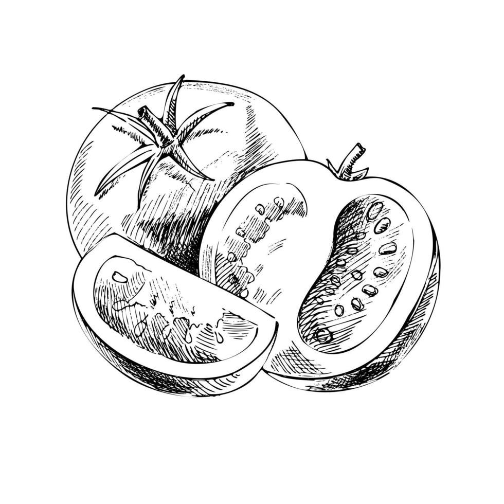 vector dibujado a mano ilustración vegetal. boceto de tomates dibujados a mano de estilo retro detallado. elemento de dibujo vintage para diseño de etiquetas, envases y tarjetas.