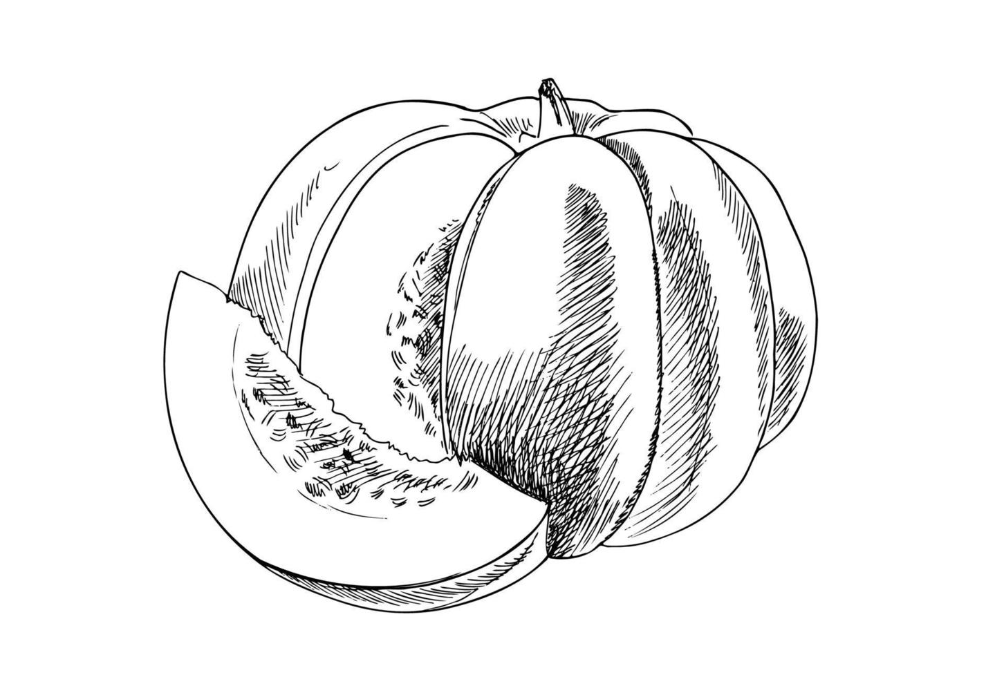 vector dibujado a mano ilustración vegetal. bosquejo de calabaza dibujado a mano de estilo retro detallado. elemento de dibujo vintage para diseño de etiquetas, envases y tarjetas.