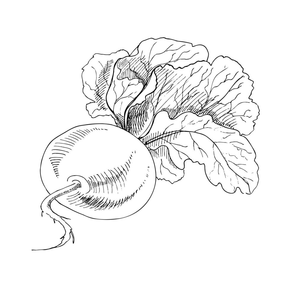 Vector hand-drawn vegetable Illustration. Detailed retro style  turnip sketch. Vintage sketch element for labels, packaging and cards design.