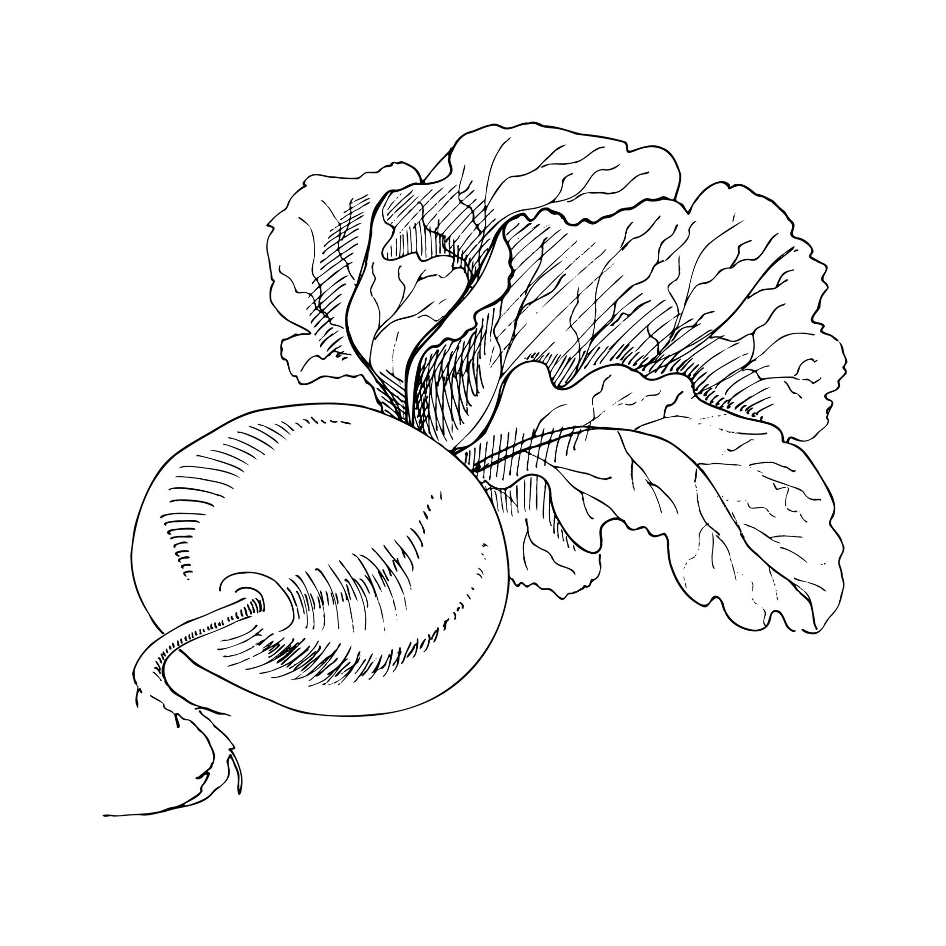 Vector handdrawn vegetable Illustration. Detailed retro style turnip