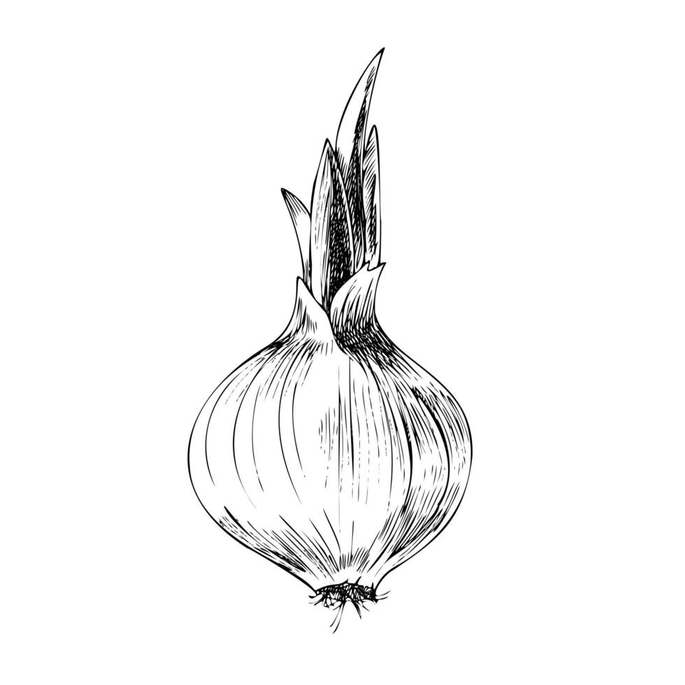 Vector hand-drawn vegetable Illustration. Detailed retro style  onion  sketch. Vintage sketch element for labels, packaging and cards design.