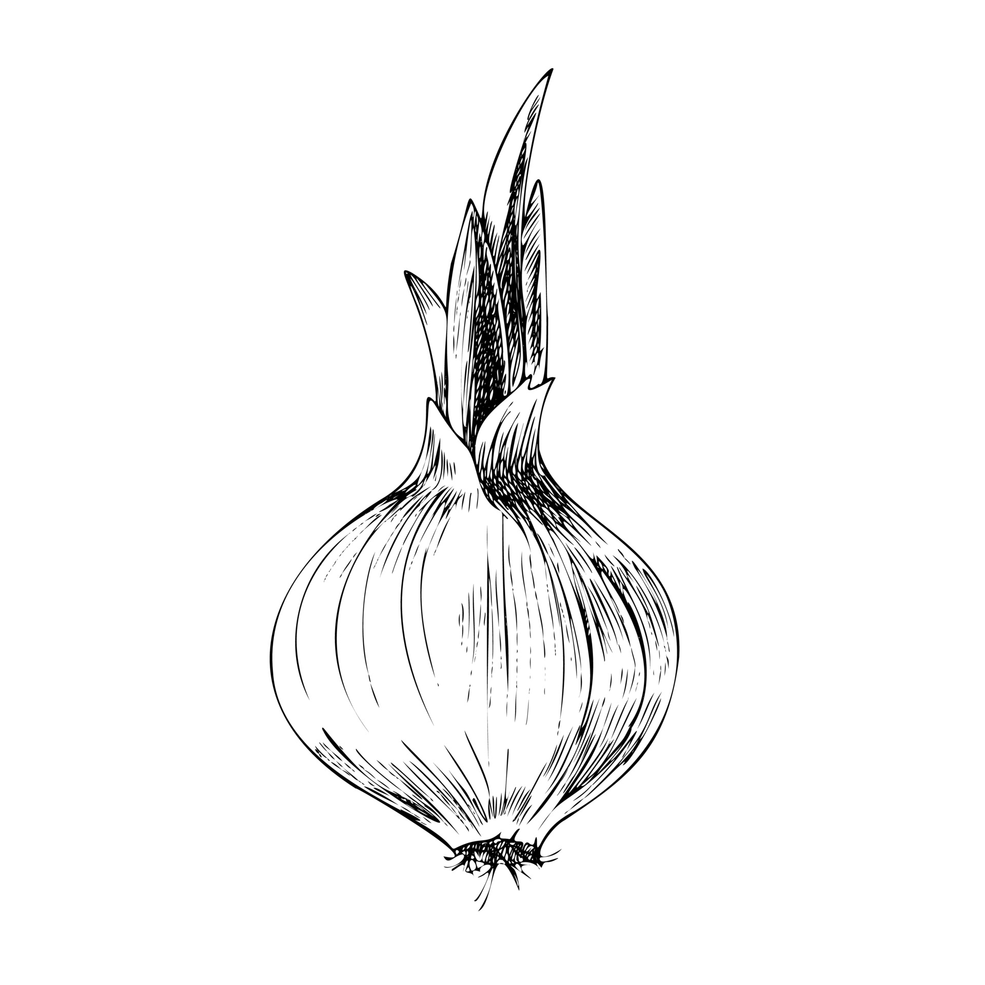 Hand drawn set of onion sketch Royalty Free Vector Image