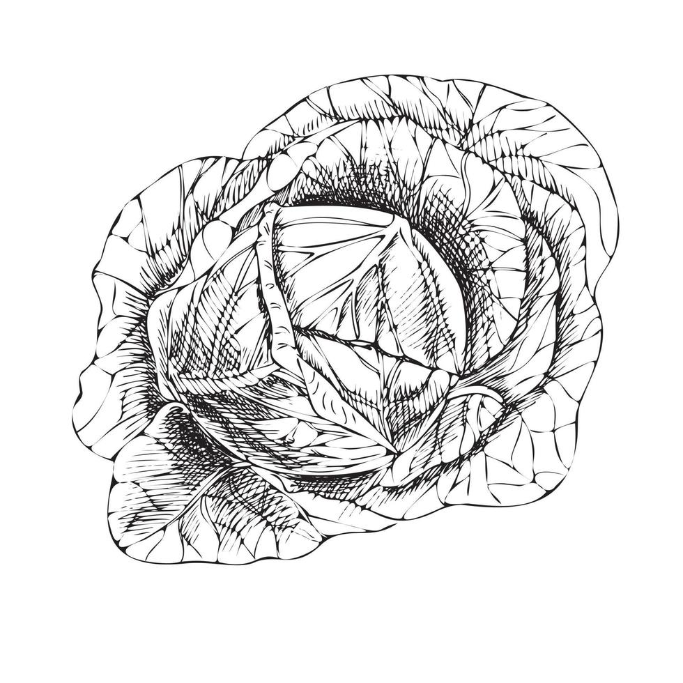 Vector hand-drawn vegetable Illustration. Detailed retro style  cabbage  sketch. Vintage sketch element for labels, packaging and cards design.