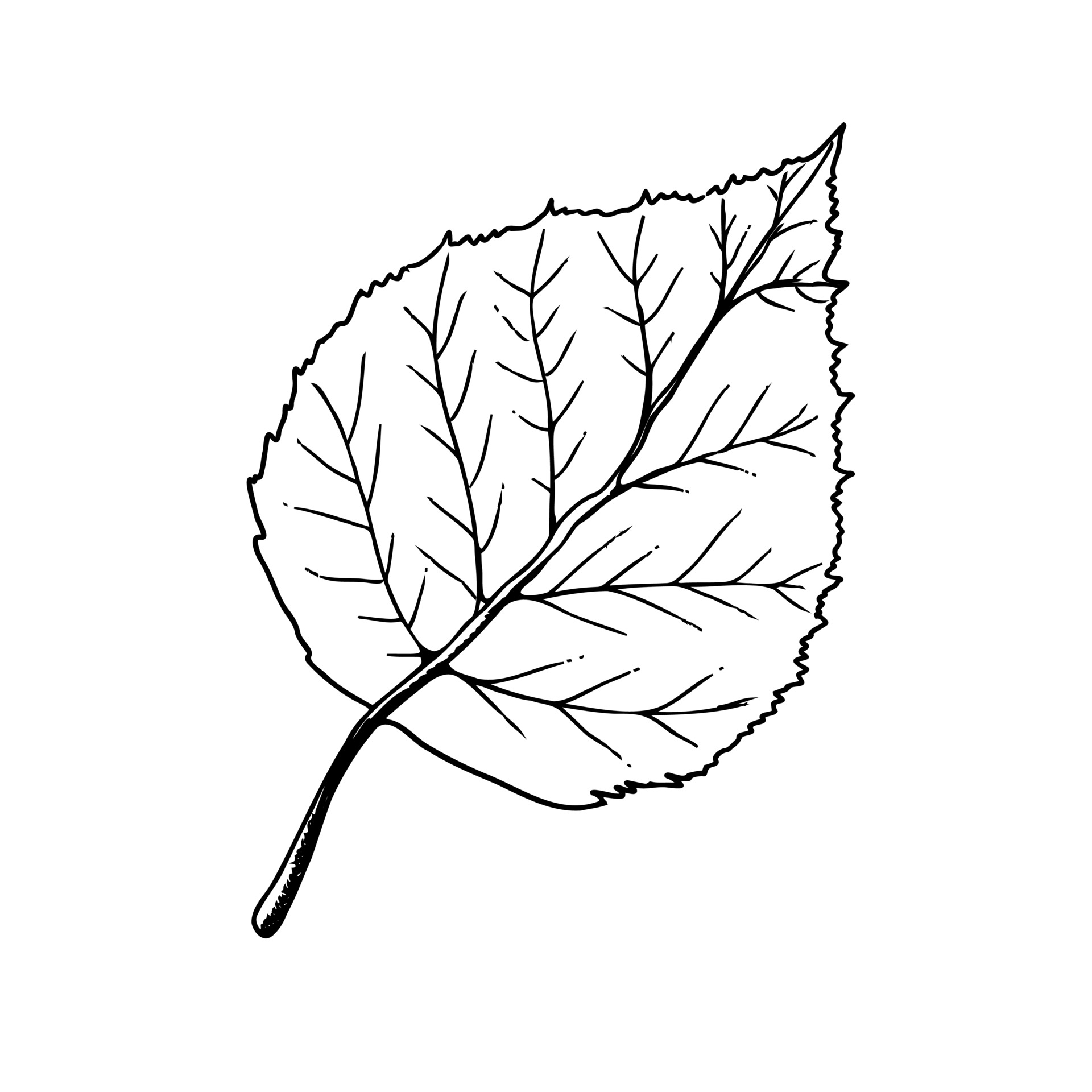 Vector hand-drawn leaf illustration. A detailed sketch of a ...