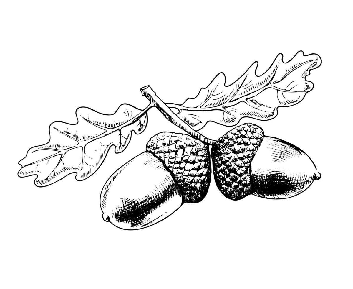 Ilustración de vector dibujado a mano de rama de roble. bellota y hojas elemento de diseño de boceto aislado sobre fondo blanco. Dibujo a mano alzada de tinta de símbolo botánico de otoño.