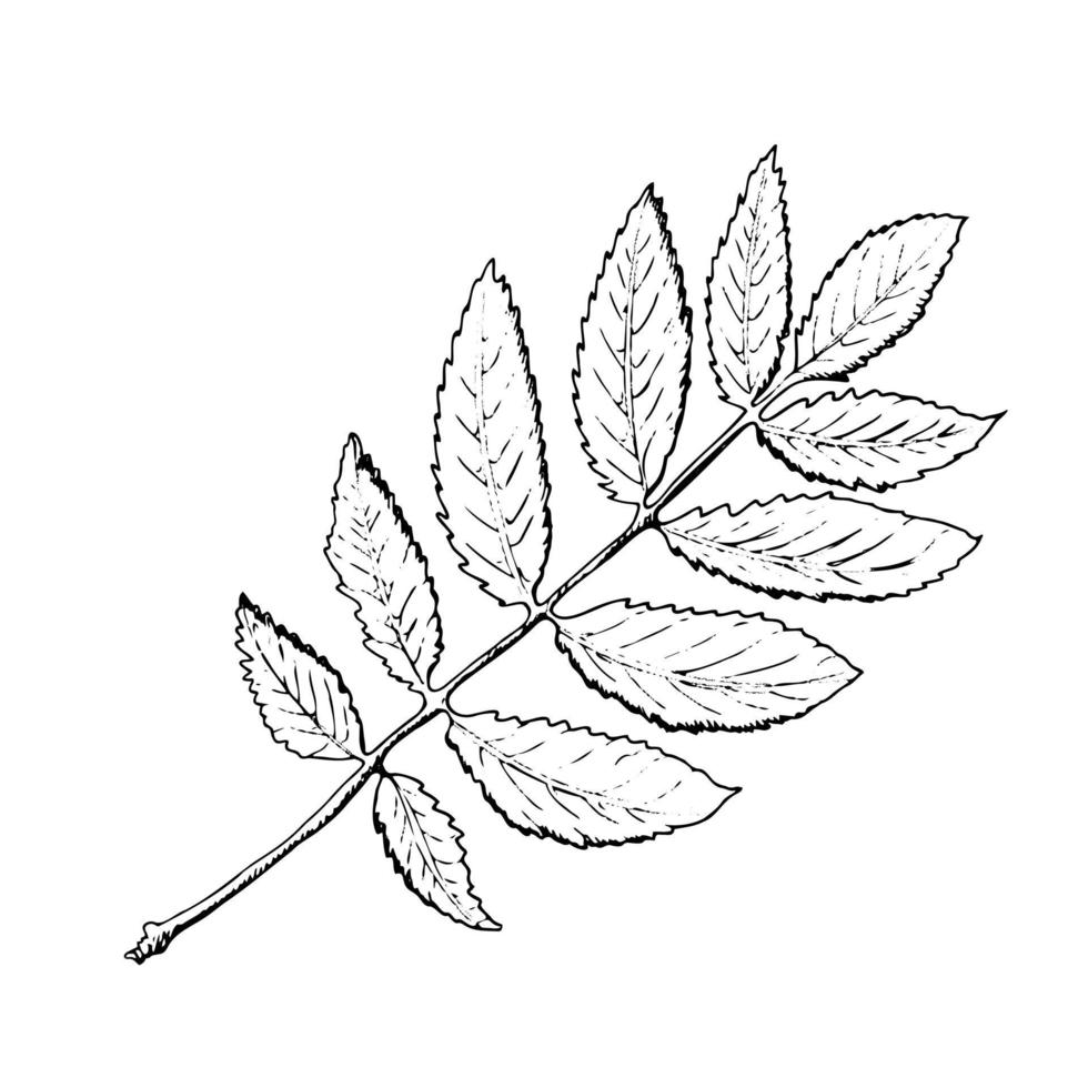 Vector hand-drawn a rowan leaf illustration. A detailed sketch of a leaf in the retro style. Vintage sketch element for the design of labels, packaging and postcards.