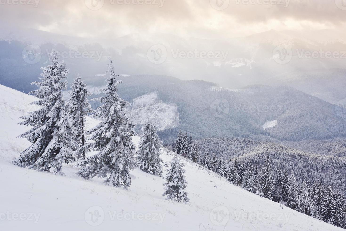 Great winter photo in Carpathian mountains with snow covered fir trees. Colorful outdoor scene, Happy New Year celebration concept. Artistic style post processed photo