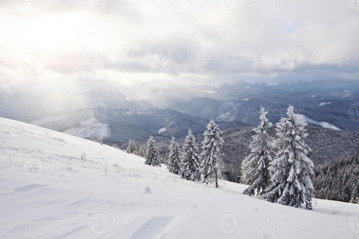majestuosos abetos blancos que brillan con la luz del sol. pintoresca y hermosa escena invernal. ubicación lugar parque nacional de los cárpatos, ucrania, europa. estación de esquí de los Alpes foto