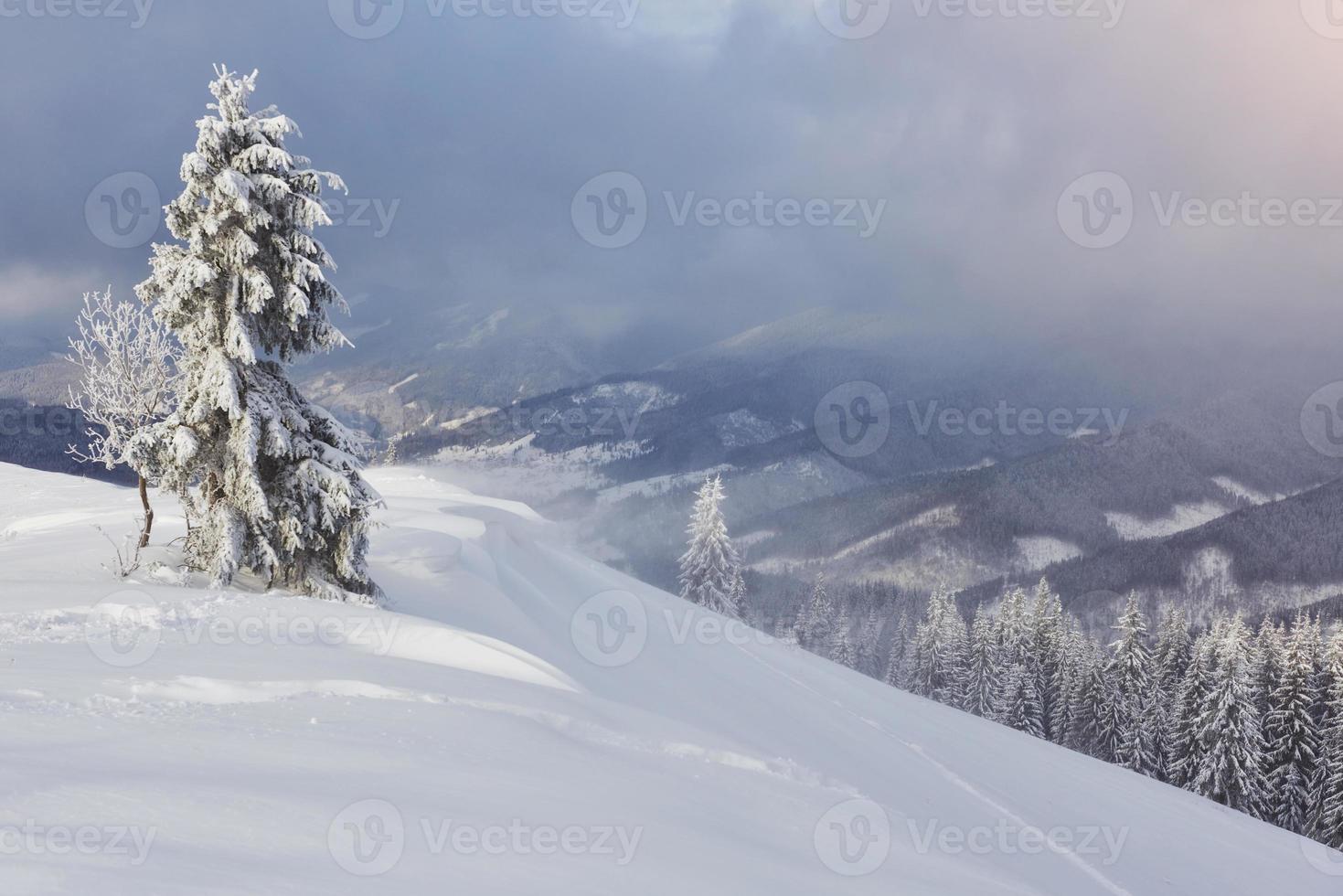 gran foto de invierno en las montañas de los Cárpatos con abetos cubiertos de nieve. colorida escena al aire libre, concepto de celebración de feliz año nuevo. foto post-procesada de estilo artístico