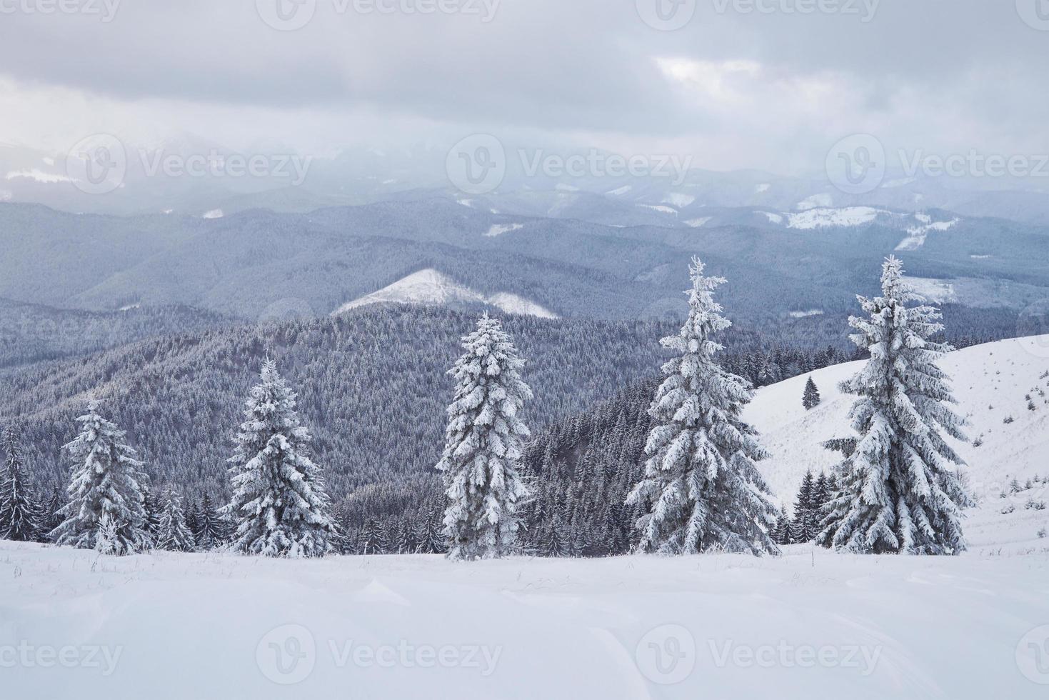gran foto de invierno en las montañas de los Cárpatos con abetos cubiertos de nieve. colorida escena al aire libre, concepto de celebración de feliz año nuevo. foto post-procesada de estilo artístico
