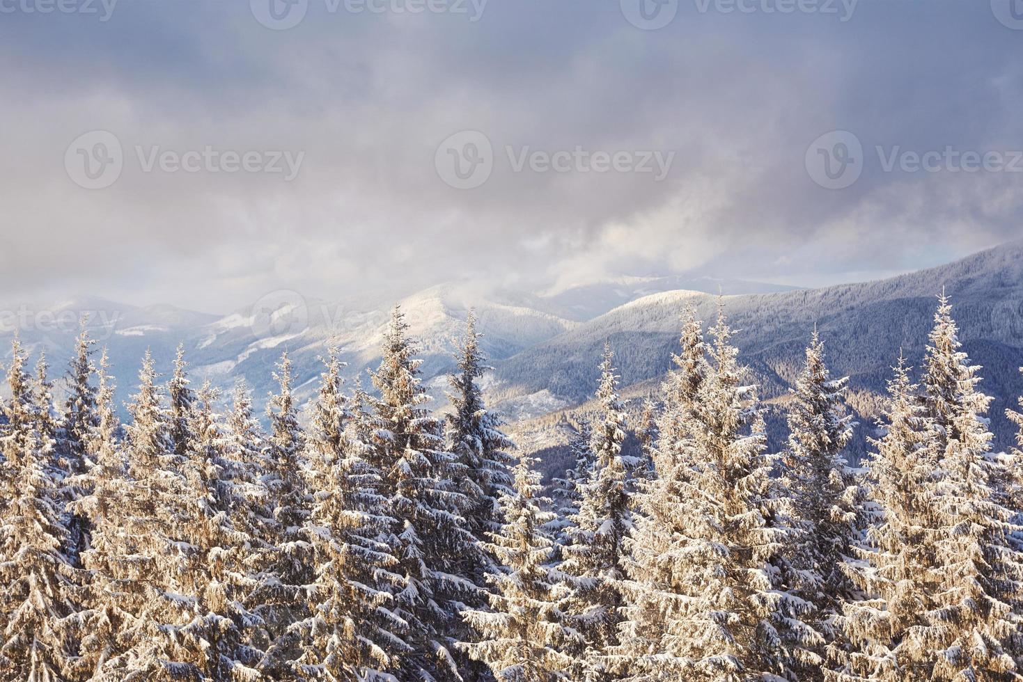 Majestic white spruces glowing by sunlight. Picturesque and gorgeous wintry scene. Location place Carpathian national park, Ukraine, Europe. Alps ski resort. Blue toning. Happy New Year Beauty world photo