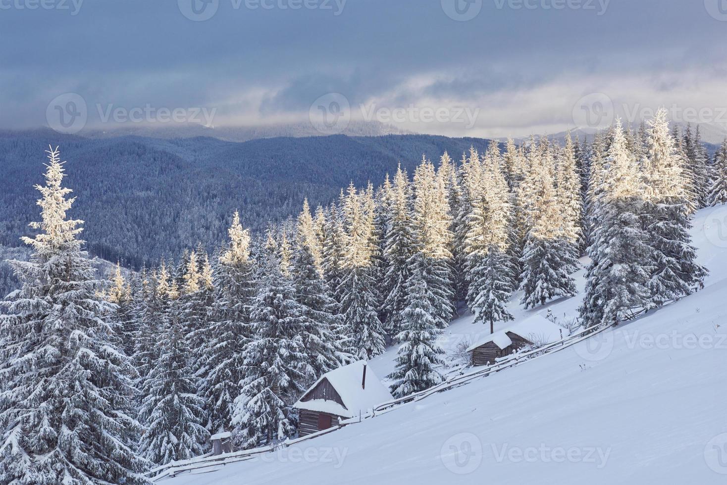 majestuosos abetos blancos que brillan con la luz del sol. pintoresca y hermosa escena invernal. ubicación lugar parque nacional de los cárpatos, ucrania, europa. estación de esquí de los Alpes. tono azul. feliz año nuevo mundo de la belleza foto