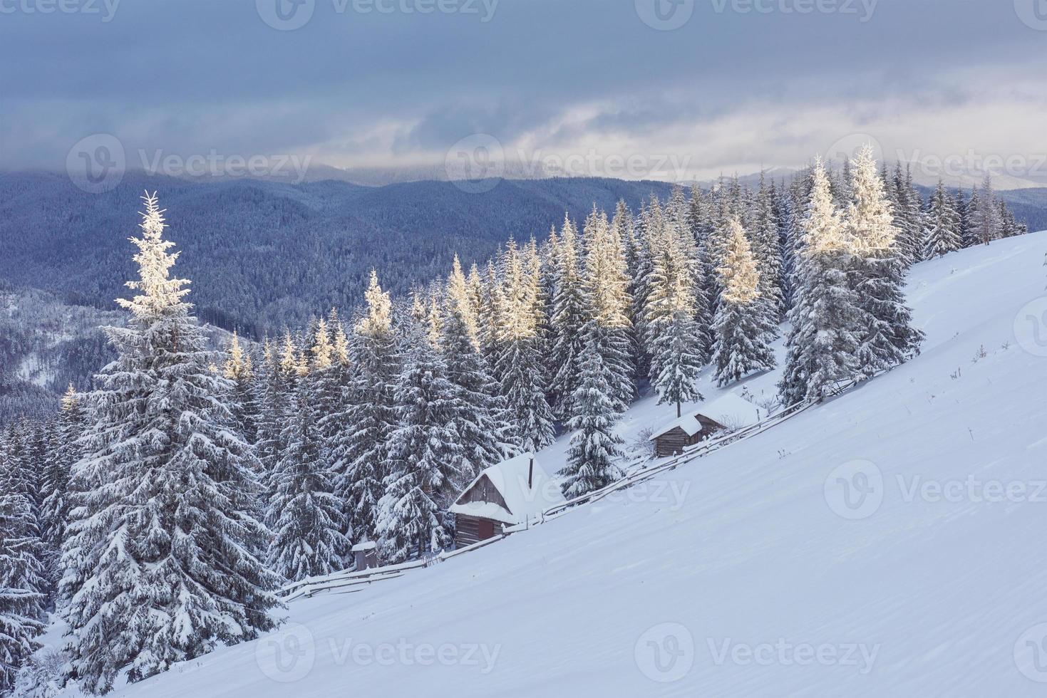 Majestic white spruces glowing by sunlight. Picturesque and gorgeous wintry scene. Location place Carpathian national park, Ukraine, Europe. Alps ski resort. Blue toning. Happy New Year Beauty world photo
