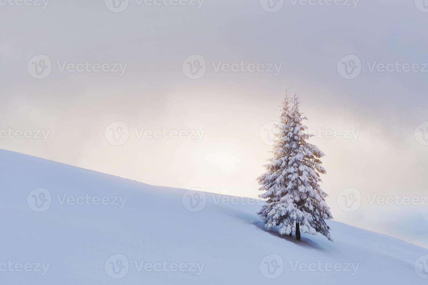 Fantastic winter landscape with one snow tree. Carpathians, Ukraine, Europe photo