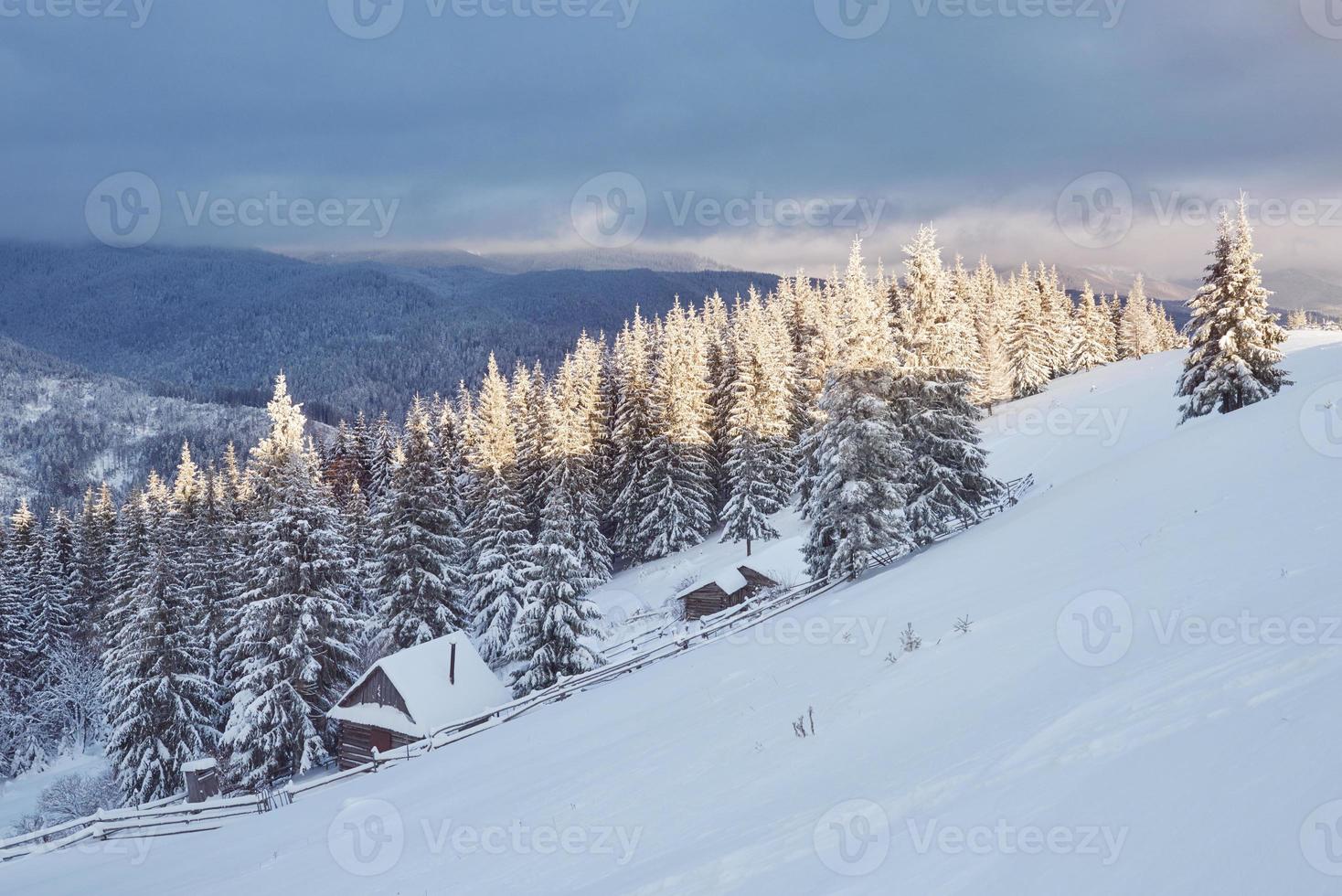 Majestic white spruces glowing by sunlight. Picturesque and gorgeous wintry scene. Location place Carpathian national park, Ukraine, Europe. Alps ski resort. Blue toning. Happy New Year Beauty world photo