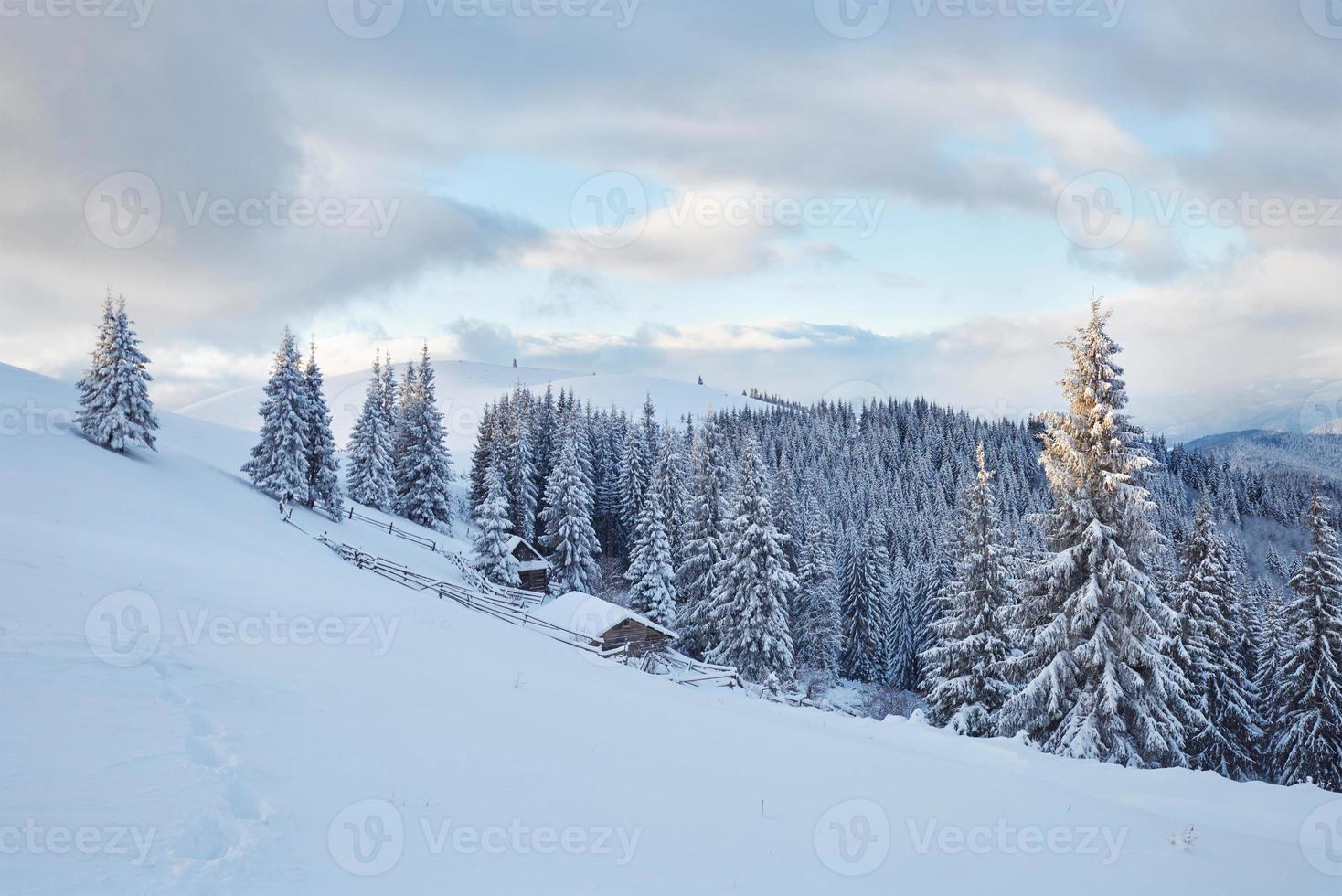 Majestic white spruces glowing by sunlight. Picturesque and gorgeous wintry scene. Location place Carpathian national park, Ukraine, Europe. Alps ski resort photo