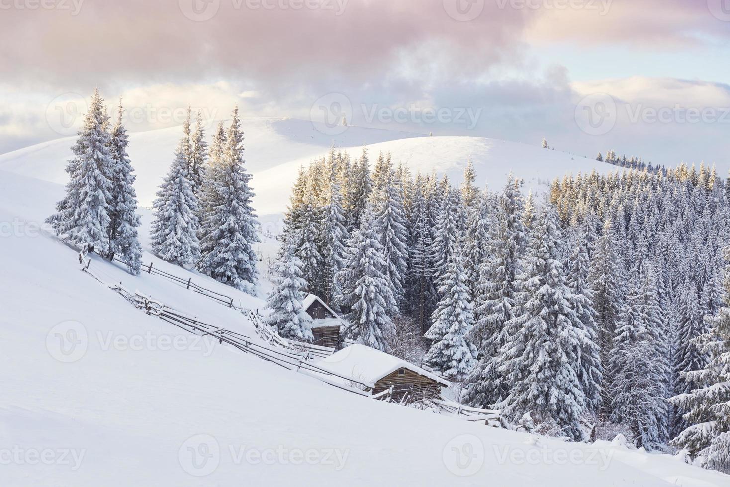 majestuosos abetos blancos que brillan con la luz del sol. pintoresca y hermosa escena invernal. ubicación lugar parque nacional de los cárpatos, ucrania, europa. estación de esquí de los Alpes. tono azul. feliz año nuevo mundo de la belleza foto