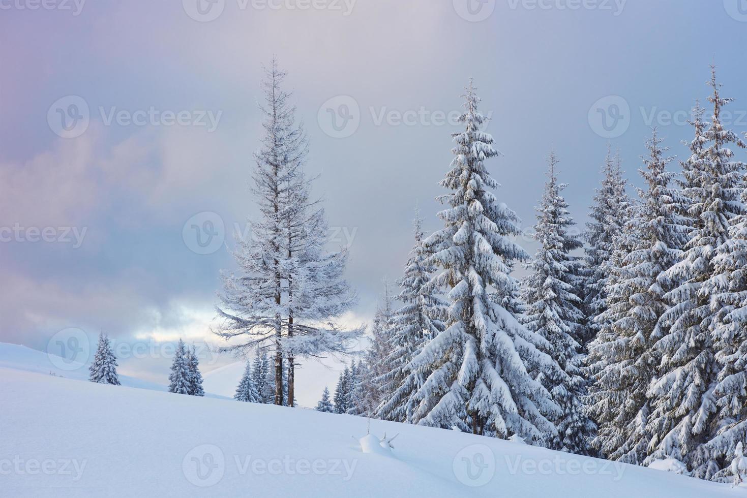 gran foto de invierno en las montañas de los Cárpatos con abetos cubiertos de nieve. colorida escena al aire libre, concepto de celebración de feliz año nuevo. foto post-procesada de estilo artístico
