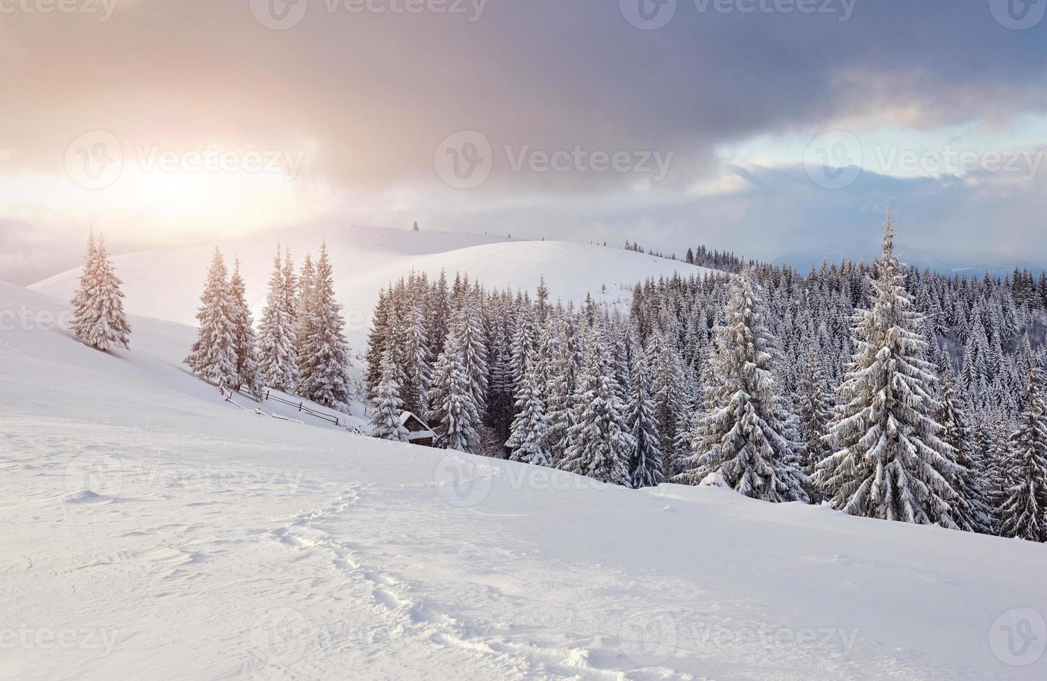 majestuosos abetos blancos que brillan con la luz del sol. pintoresca y hermosa escena invernal. ubicación lugar parque nacional de los cárpatos, ucrania, europa. estación de esquí de los Alpes. tono azul. feliz año nuevo mundo de la belleza foto