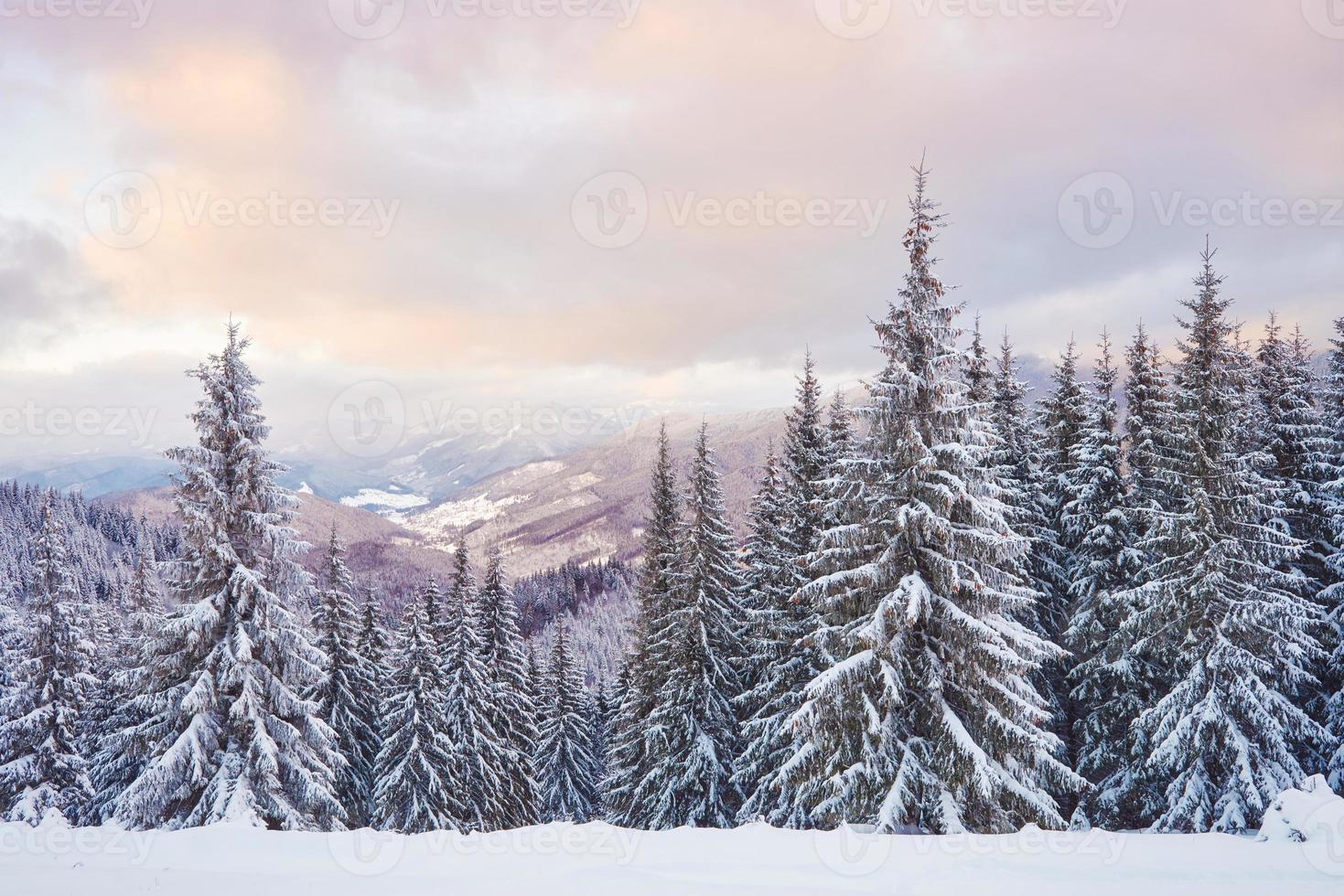 Majestic white spruces glowing by sunlight. Picturesque and gorgeous wintry scene. Location place Carpathian national park, Ukraine, Europe. Alps ski resort photo