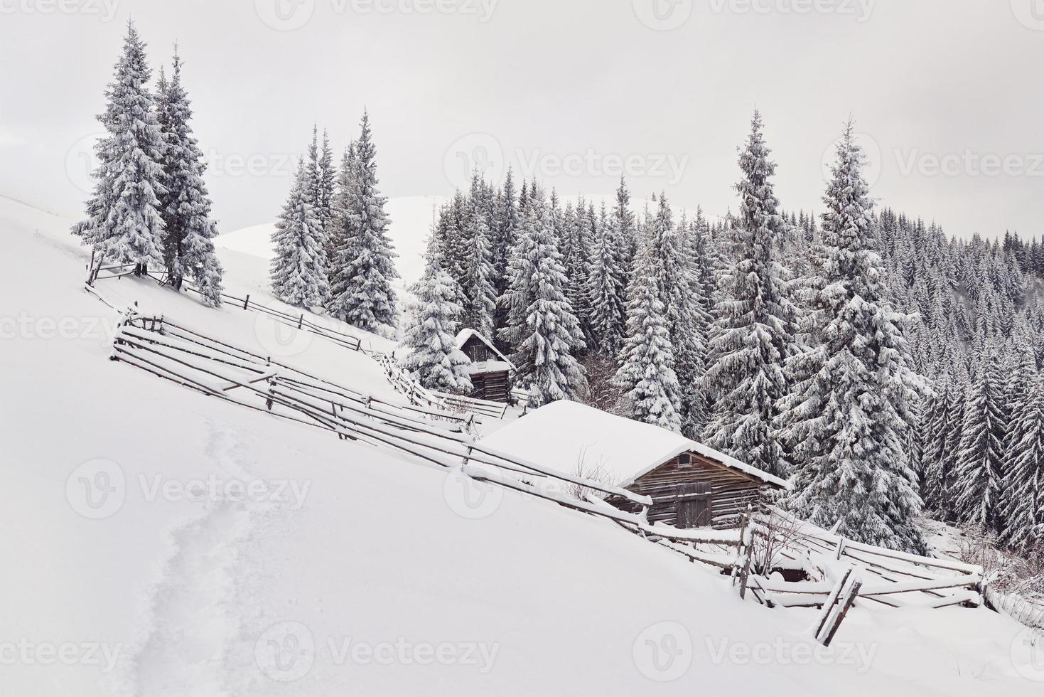 Cozy wooden hut high in the snowy mountains. Great pine trees on the background. Abandoned kolyba shepherd. Cloudy day. Carpathian mountains, Ukraine, Europe photo