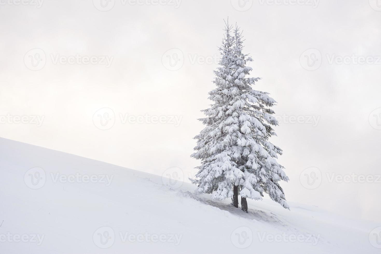 fantástico paisaje invernal con un árbol de nieve. Cárpatos, Ucrania, Europa foto