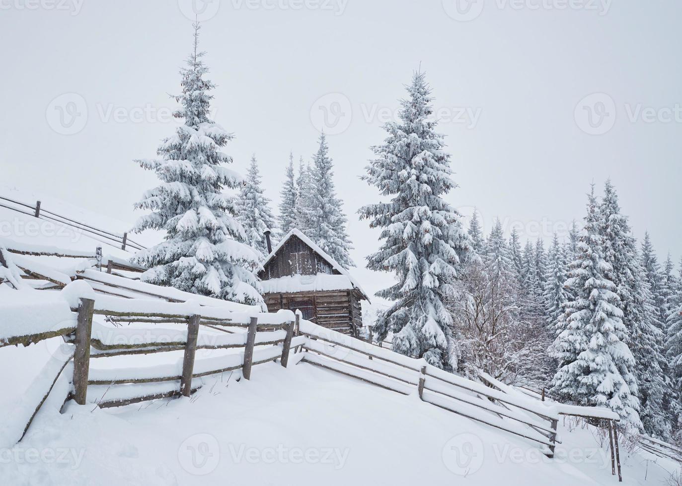 Cozy wooden hut high in the snowy mountains. Great pine trees on the background. Abandoned kolyba shepherd. Cloudy day. Carpathian mountains, Ukraine, Europe photo