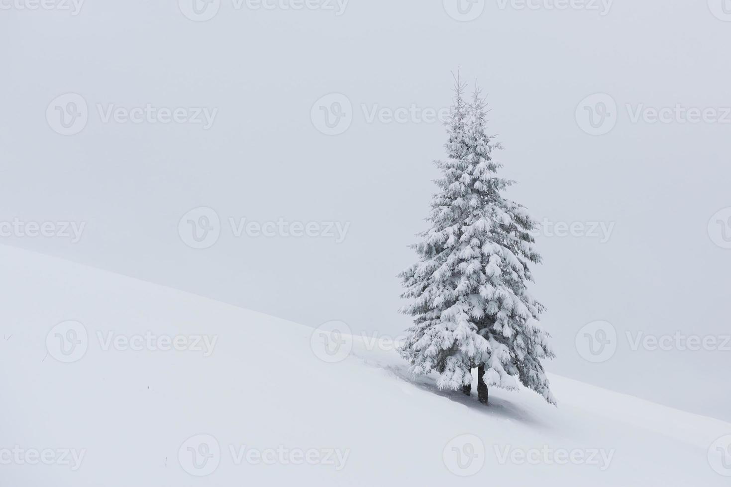 Fantastic winter landscape with one snow tree. Carpathians, Ukraine, Europe photo