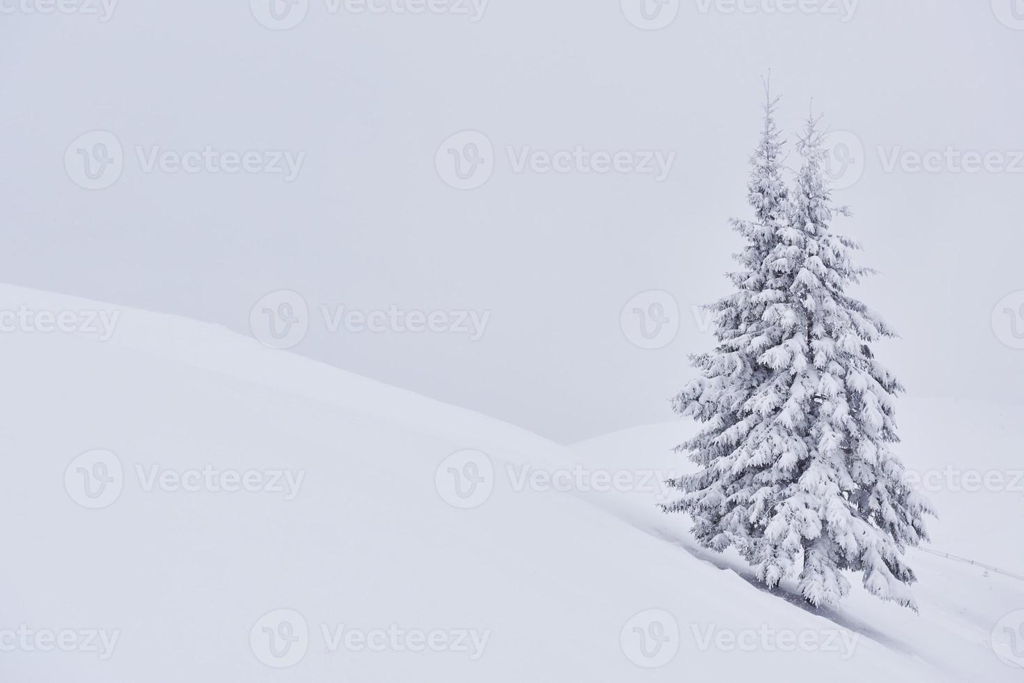 fantástico paisaje invernal con un árbol de nieve. Cárpatos, Ucrania, Europa foto