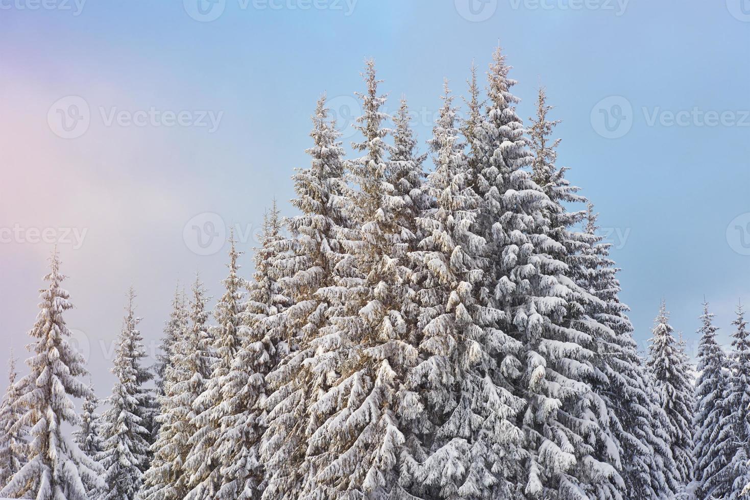 Majestic white spruces glowing by sunlight. Picturesque and gorgeous wintry scene. Location place Carpathian national park, Ukraine, Europe. Alps ski resort. Blue toning. Happy New Year Beauty world photo