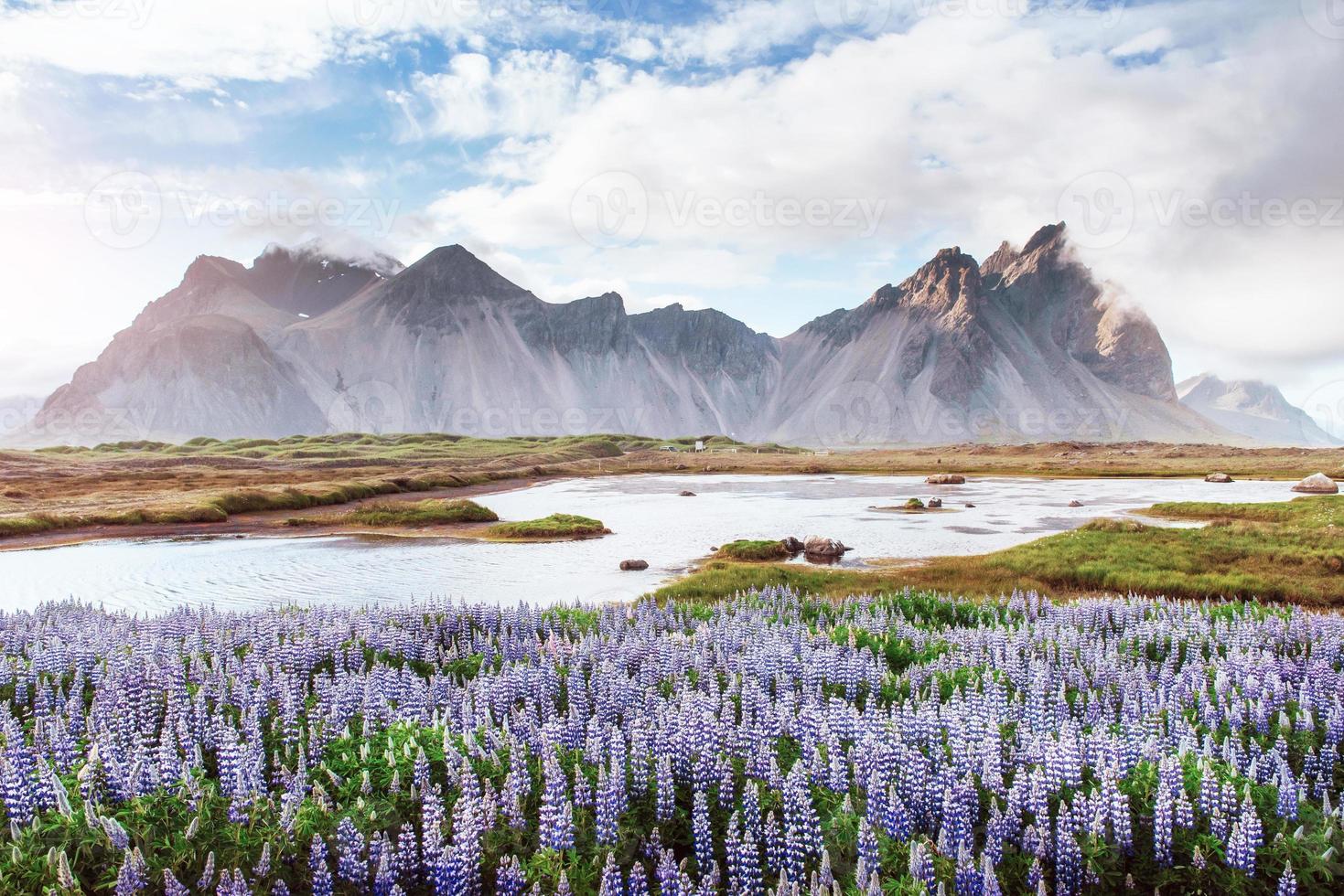 The picturesque landscapes of forests and mountains of Iceland. Wild blue lupine blooming in in summer photo